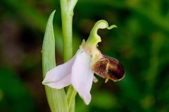 Ophrys apifera var. bicolor (Nageli) E. Nelson