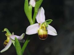 Ophrys apifera var. bicolor (Nageli) E. Nelson