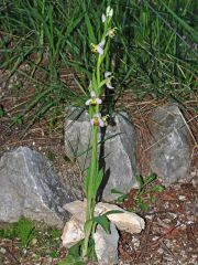 Ophrys apifera var. bicolor (Nageli) E. Nelson