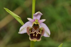 Ophrys holosericea subsp. linearis (Moggr.) Kreutz