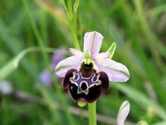 Ophrys holosericea subsp. linearis (Moggr.) Kreutz