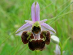 Ophrys holosericea subsp. linearis (Moggr.) Kreutz