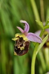 Ophrys holosericea subsp. linearis (Moggr.) Kreutz