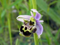 Ophrys holosericea subsp. linearis (Moggr.) Kreutz