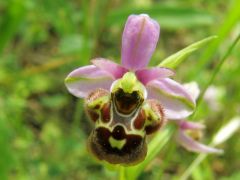 Ophrys holosericea subsp. linearis (Moggr.) Kreutz 18-OPhrys