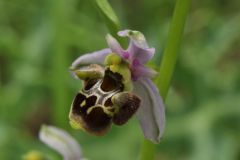 Ophrys holosericea subsp. linearis (Moggr.) Kreutz