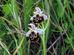 Ophrys holosericea subsp. linearis (Moggr.) Kreutz