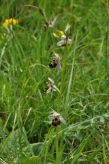 Ophrys holosericea subsp. linearis (Moggr.) Kreutz