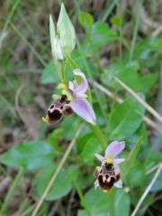 Ophrys scolopax subsp. santonica (J.M. Mathè & Melki) R. Engel & Pierre Quentin