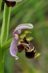 Ophrys scolopax subsp. santonica (J.M. Mathè & Melki) R. Engel & Pierre Quentin