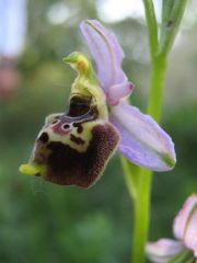 Ophrys holosericea subsp. tetraloniae (W.P. Teschner) Kreutz