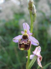Ophrys holosericea subsp. tetraloniae (W.P. Teschner) Kreutz