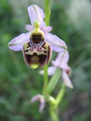 Ophrys holosericea subsp. tetraloniae (W.P. Teschner) Kreutz