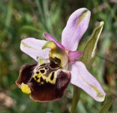 ophrys holosericea ssp. dinarica (R. Kranjcev & P. Delforge) Kreutz