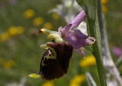 ophrys holosericea ssp. dinarica (R. Kranjcev & P. Delforge) Kreutz