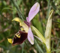 ophrys holosericea ssp. dinarica (R. Kranjcev & P. Delforge) Kreutz