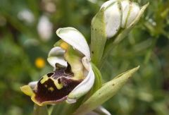 ophrys holosericea ssp. dinarica (R. Kranjcev & P. Delforge) Kreutz