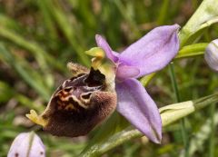 ophrys holosericea ssp. dinarica (R. Kranjcev & P. Delforge) Kreutz