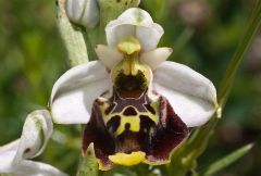 ophrys holosericea ssp. dinarica (R. Kranjcev & P. Delforge) Kreutz