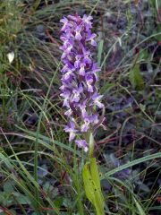 Dactylorhiza incarnata var. immaculata Romolini & Sodi