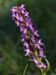 Dactylorhiza incarnata var. immaculata Romolini & Sodi