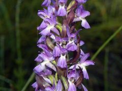 Dactylorhiza incarnata var. immaculata Romolini & Sodi