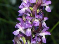 Dactylorhiza incarnata var. immaculata Romolini & Sodi