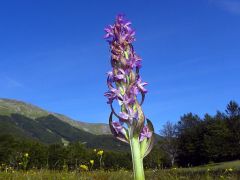 Dactylorhiza incarnata var. immaculata Romolini & Sodi