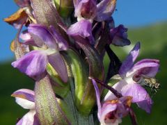 Dactylorhiza incarnata var. immaculata Romolini & Sodi