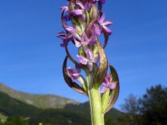 Dactylorhiza incarnata var. immaculata Romolini & Sodi