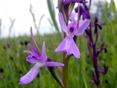 Anacamptis palustris (Poir.) R.M. Bateman, Pridgeon & M.W. Chase