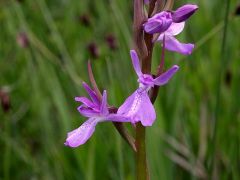 Anacamptis palustris (Jacq.) R.M. Bateman, Pridgeon & M.W. Chase