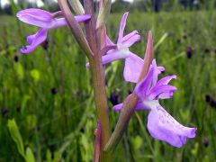 Anacamptis palustris (Jacq.) R.M. Bateman, Pridgeon & M.W. Chase