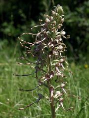 Himantoglossum hircinum (L.) Spreng.