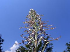 Himantoglossum hircinum ( L.) Spreng.