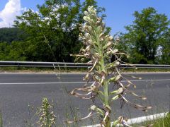 Himantoglossum hircinum (L.) Spreng.