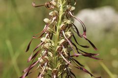 Himantoglossum hircinum (L.) Spreng.