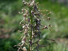 Himantoglossum hircinum (L.) Spreng.