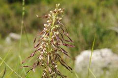 Himantoglossum hircinum (L.) Spreng.