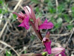 xSerapicamptis garbariorum (Murr.) J.M.H. Shaw