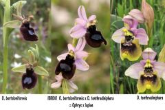 Ophrys x lupiae O. Danesch & E. Danesch