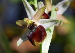 Ophrys exaltata subsp. exaltata Ten.