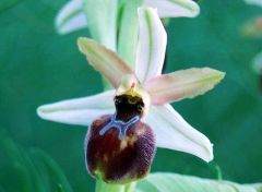 Ophrys exaltata subsp. exaltata Ten.