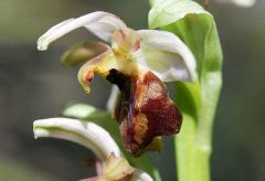 Ophrys exaltata subsp. exaltata Ten.