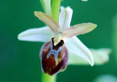 Ophrys exaltata subsp. exaltata Ten.