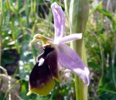 Ophrys Lunulata Parl.