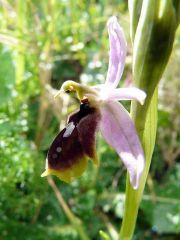 Ophrys Lunulata Parl.