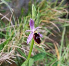 Ophrys Lunulata Parl.