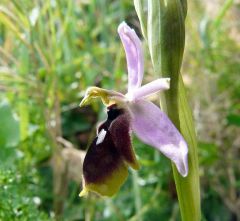 Ophrys Lunulata Parl.