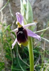 Ophrys Lunulata Parl.